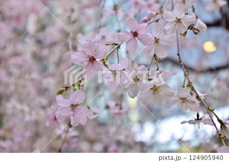 六角堂 御幸桜 六角堂 御幸桜 124905940
