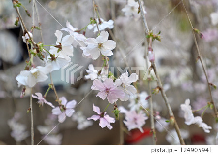 六角堂　御幸桜 124905941