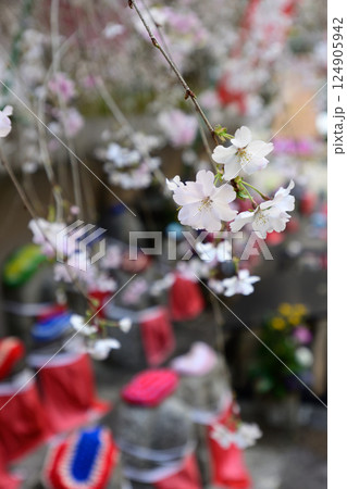 六角堂　御幸桜 124905942