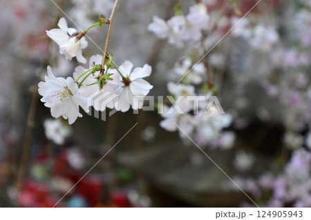 六角堂　御幸桜 124905943