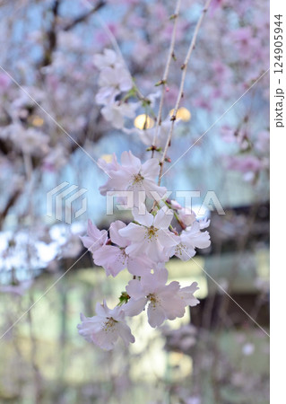 六角堂 御幸桜 六角堂 御幸桜 124905944