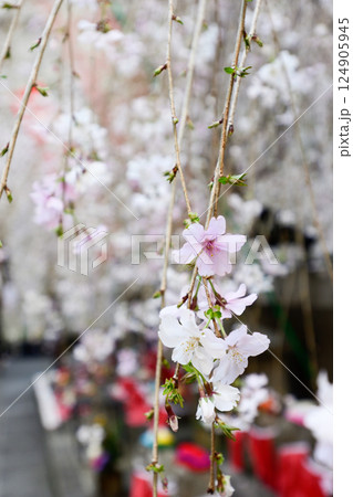 六角堂　御幸桜 124905945