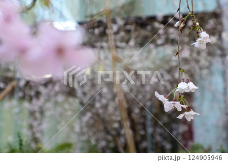 六角堂 御幸桜 六角堂 御幸桜 124905946
