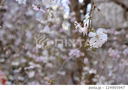 六角堂 御幸桜 六角堂 御幸桜 124905947