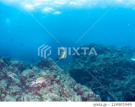 大きなツバメウオのペア、ホウライヒメジ他の群れ。ヒリゾ浜中木南伊豆町伊豆半島静岡県2024 124905949