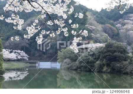 鎌北湖と桜 鎌北湖と桜 124906048