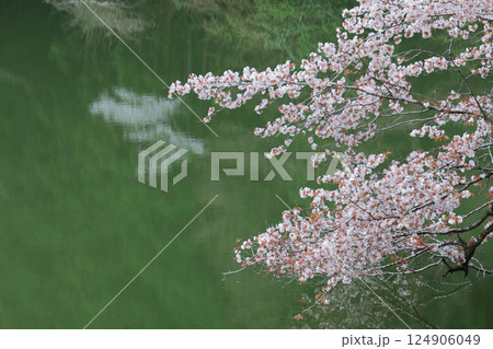 桜咲く湖 124906049