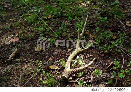 林道に落ちていた角 124906064