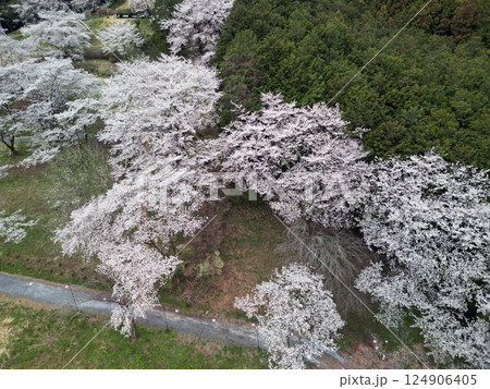 さくらを空撮 124906405