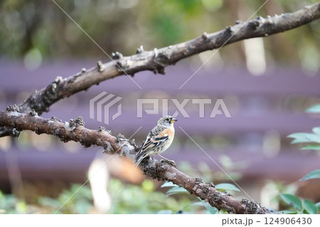 森の光に包まれるアトリ	 124906430