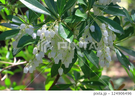 あせび（馬酔木） 124906496