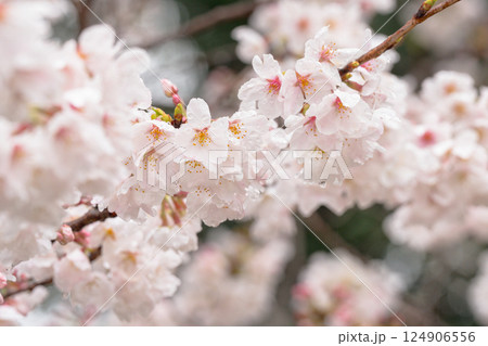 雨上がりの桜の表情 雨上がりの桜の表情 124906556
