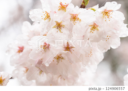 雨上がりの桜の表情 雨上がりの桜の表情 124906557