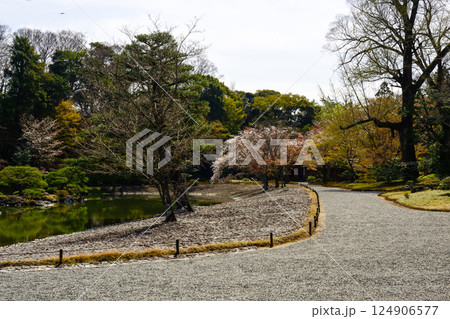 京都仙洞御所　南池と桜 124906577
