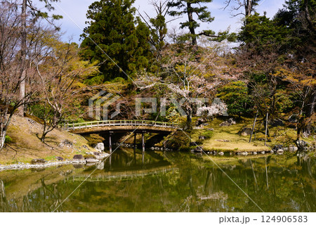 京都仙洞御所　南池と桜 124906583