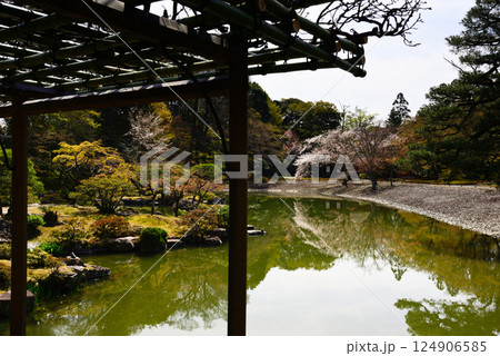 京都仙洞御所　南池と桜 124906585