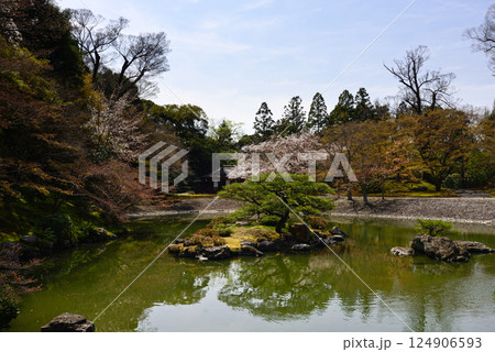 京都仙洞御所　南池と桜 124906593