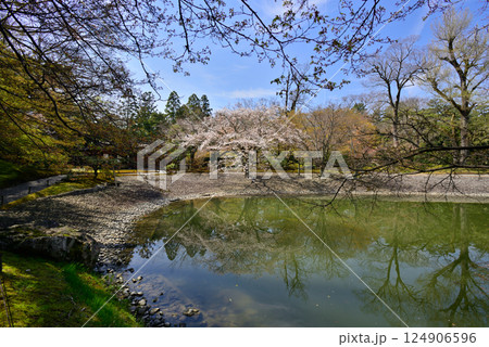 京都仙洞御所　南池と桜 124906596