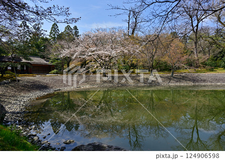 京都仙洞御所　南池と桜 124906598
