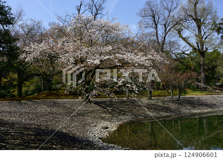 京都仙洞御所　南池と桜 124906601