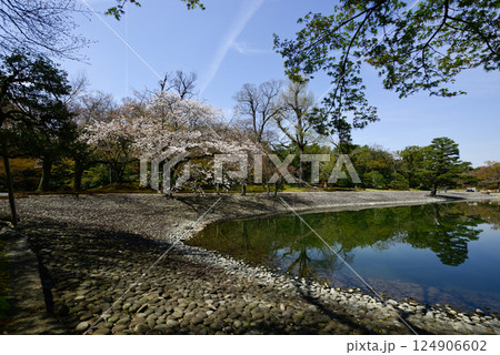 京都仙洞御所　南池と桜 124906602