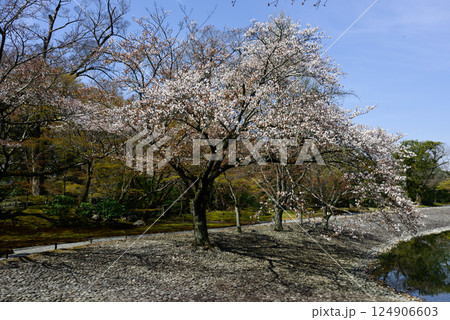 京都仙洞御所　南池と桜 124906603