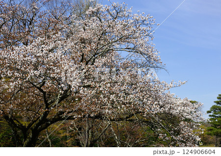 京都仙洞御所　南池と桜 124906604