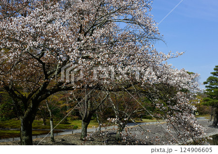 京都仙洞御所　南池と桜 124906605