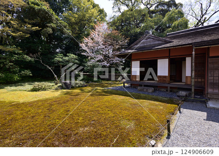 京都仙洞御所　南池と桜 124906609