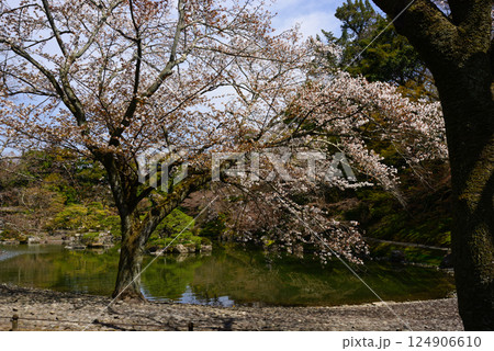 京都仙洞御所　南池と桜 124906610
