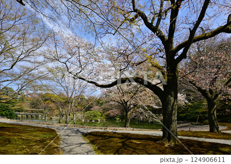 京都仙洞御所　南池と桜 124906611