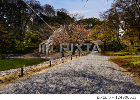 京都仙洞御所　南池と桜 124906613