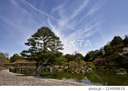 京都仙洞御所 南池と桜 京都仙洞御所 南池と桜 124906618