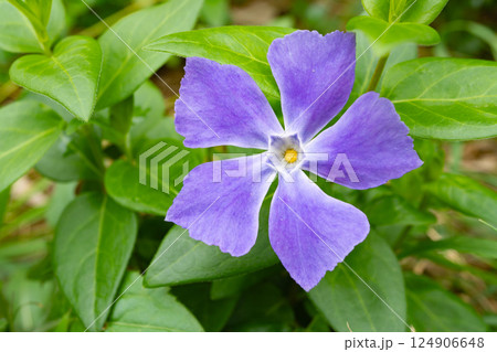 紫色の花を咲かせたヒメツルニチニチソウ 124906648