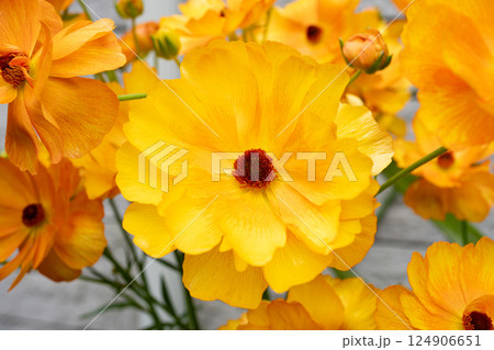 鮮やかなオレンジの花を咲かせたラナンキュラス 124906651