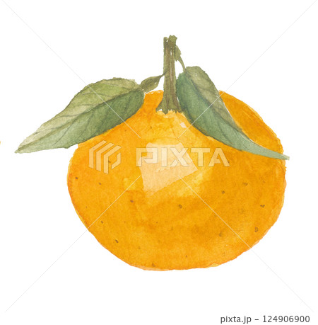 水彩で描いた橙　ダイダイ 124906900