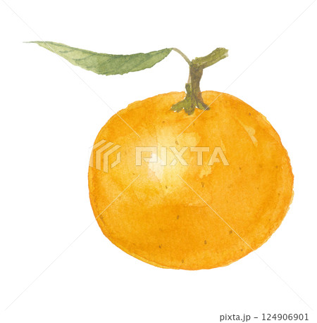 水彩で描いた橙 ダイダイ 水彩で描いた橙 ダイダイ 124906901