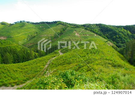 伐採された山の再生 伐採された山の再生 124907014