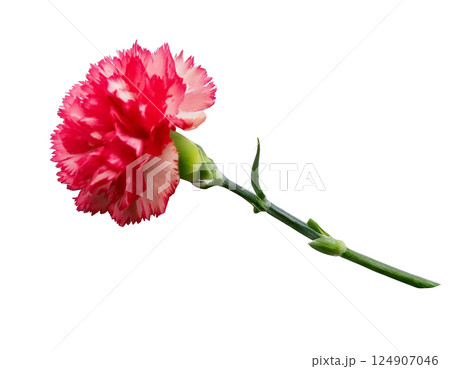 母の日カーネーションの花一輪 124907046