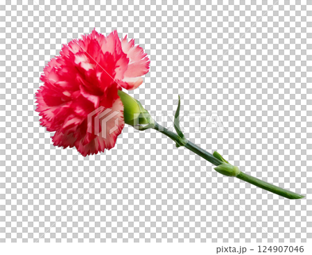 母の日カーネーションの花一輪 124907046
