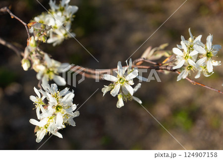ジューンベリー（アメリカザイフリボク）の花 124907158