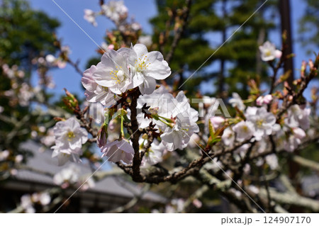 大宮御所（京都仙洞御所）大宮桜 124907170