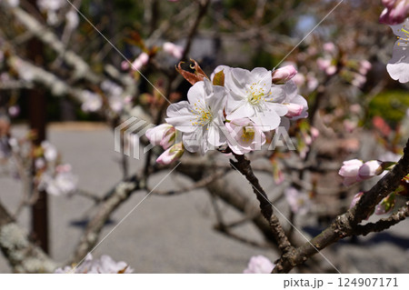 大宮御所(京都仙洞御所)大宮桜 大宮御所(京都仙洞御所)大宮桜 124907171