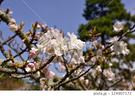 大宮御所(京都仙洞御所)大宮桜 大宮御所(京都仙洞御所)大宮桜 124907172