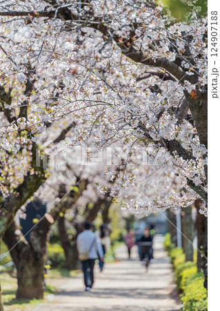 桜並木を歩く 124907188