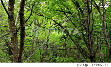 新緑の野幌森林公園 124907238