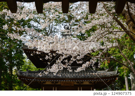南禅寺の桜 124907375