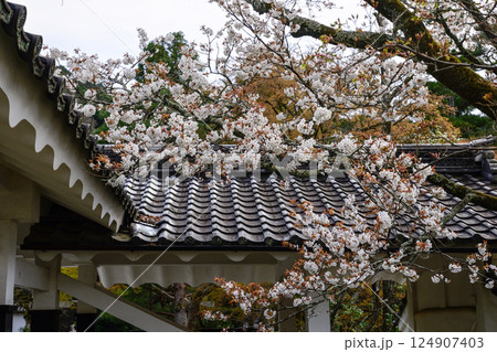 南禅寺の桜 124907403
