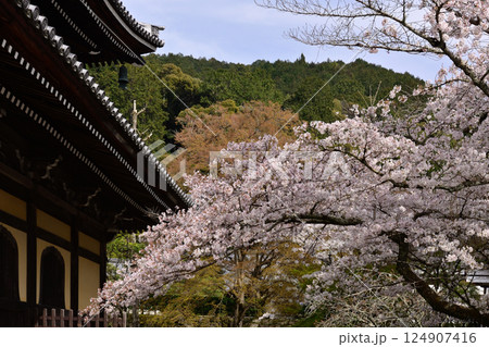 南禅寺の桜 124907416