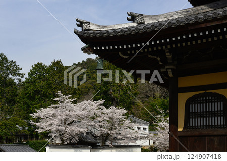 南禅寺の桜 124907418